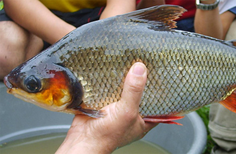 PESCADO FRESCO